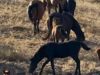 Pferde (Partie, Geschlecht nicht angegeben), Kazakh horse — Foto 2