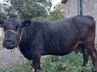 Cow, Cattle — photo 3