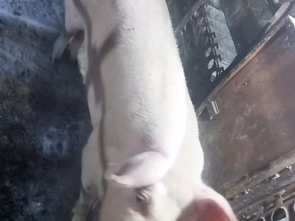 Säue, Schweine