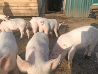 Schweine (Partie, Geschlecht nicht angegeben) — Foto 3