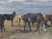 Yegua, Horse breed — foto 4