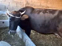 गाय, Latvian Blue cattle — फ़ोटो 4