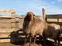 Schaf, Kazakh fat-tailed coarsewool sheep — Foto 4
