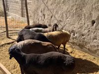 كبش, الأغنام — الصورة 3