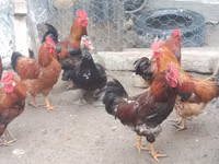 Chickens — الصورة 8
