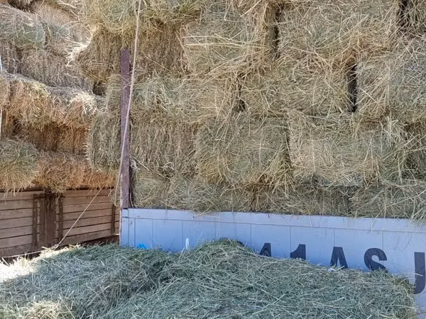 Сено в тюках - Натуральное луговое сено, плотно прессованные