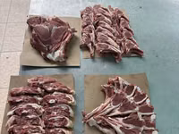 मेढ़ा, भेड़ — फ़ोटो 6