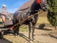 Айғыр, Жылқылар — 6-сурет