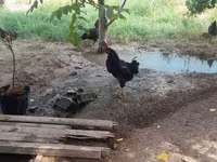 Chickens — الصورة 2