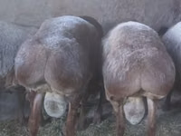 Qoʻchqor, Arashan sheep — 2-rasm