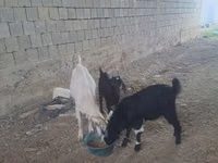 عنزة, الماعز — الصورة 1