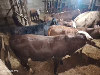 Toro, Vaca kazaja de cabeza blanca — foto 2