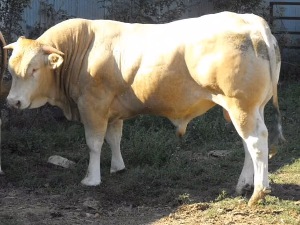 Bulle, Blonde d’Aquitane cattle