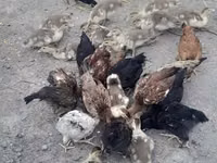 Chickens — Foto 8