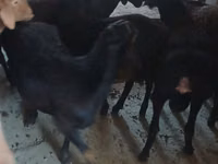 Ziegenbock, Boer goat — Foto 7