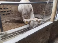 بقرة, Swiss cattle — الصورة 3