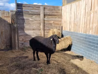 Qoʻchqor, Hissar sheep — 6-rasm