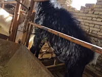 公山羊, Goats — 照片 1