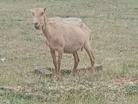 Ziegenbock, Alpine goat — Foto 2