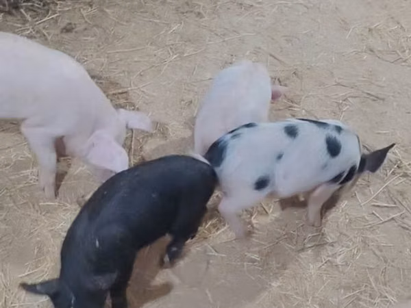 Schweine (Partie, Geschlecht nicht angegeben), Schweine — Usbekistan