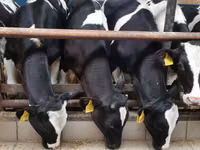 Bovinos (lote, sexo no especificado), Simmental cattle — foto 7