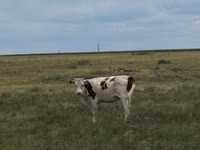 गाय, Latvian Blue cattle — फ़ोटो 3