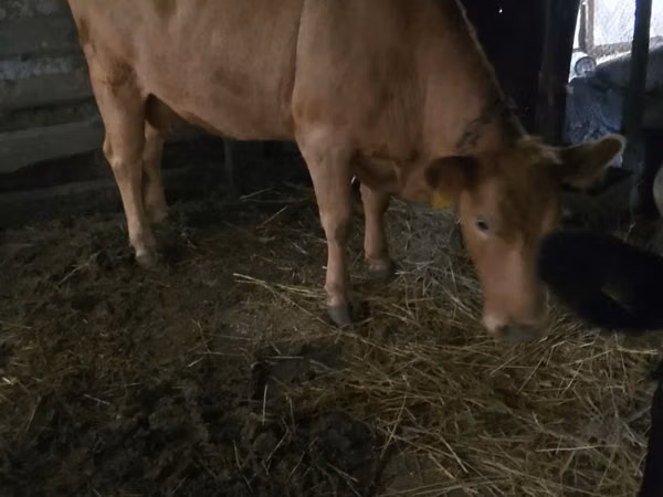 Sigir, Simmental cattle