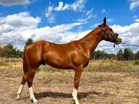 Hengst, Quarter Horse — Foto 6