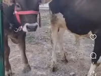 公牛, Kazakh White-headed cow — 照片 2