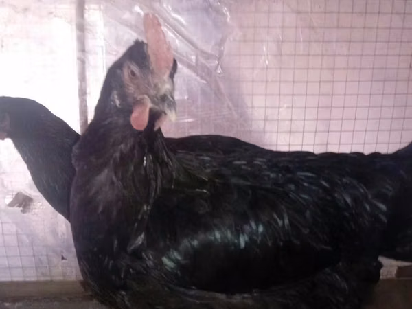 Chickens — Usbekistan