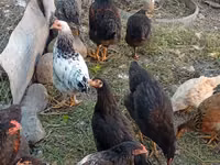 Chickens — 1-rasm