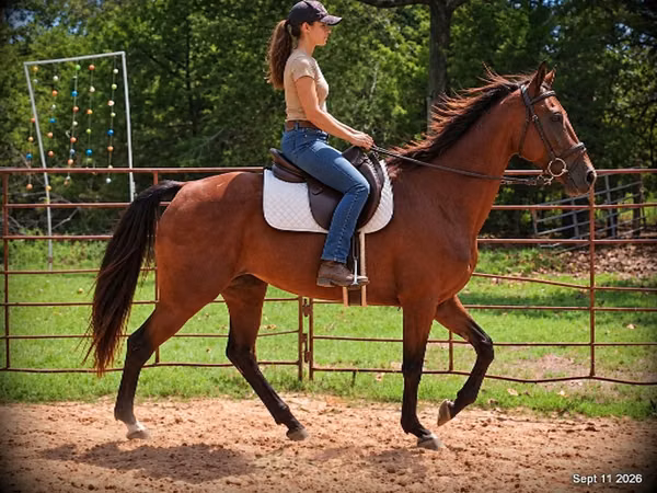 Yegua, Standardbred