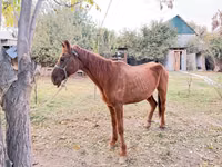 Yegua, Caballos — foto 2