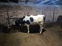 母牛, Russian Black pied cattle — 照片 3