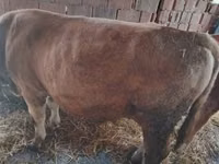 Kuh, Simmental cattle — Foto 5