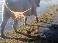 Toro, Charolais cattle — foto 2