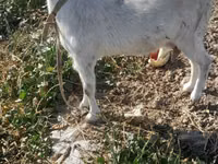 Ziege, Saanen goat — Foto 2