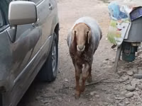Қошқар, Hissar sheep — 1-сурет