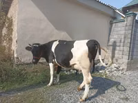 Kuh, Holstein-Rasse — Foto 1