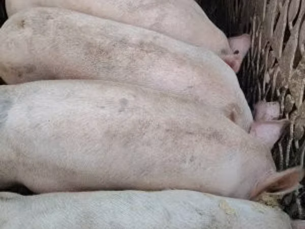 Schweine (Partie, Geschlecht nicht angegeben), Schweine