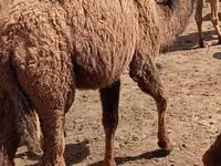 Kamele (Partie, Geschlecht nicht angegeben), Kazakh Bactrian camel — Foto 6