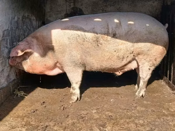 公猪, Pigs
