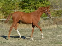 Caballo, Kisber felver — foto 2