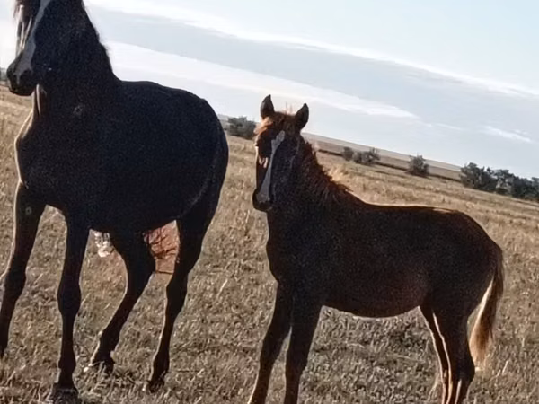 母马, Horse breed