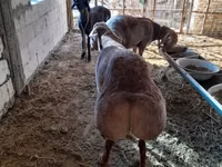 Қошқар, Arashan sheep — 1-сурет