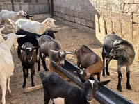 母山羊, Saanen goat — 照片 2