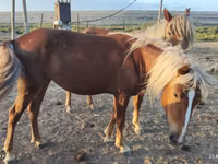 Yegua, Caballos — foto 6