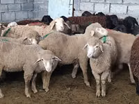 نعجة, Tian-Shan semifinewool sheep — الصورة 2