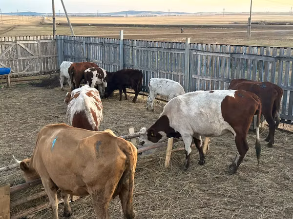 Kuh, Latvian Blue cattle