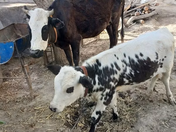 गाय, मवेशी — उज़्बेकिस्तान